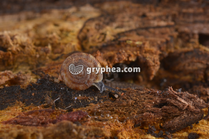 Gastéropode (Discus rotundatus) - gryphea.com